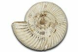 Jurassic Ammonite (Perisphinctes) Fossil - Madagascar #337687-1